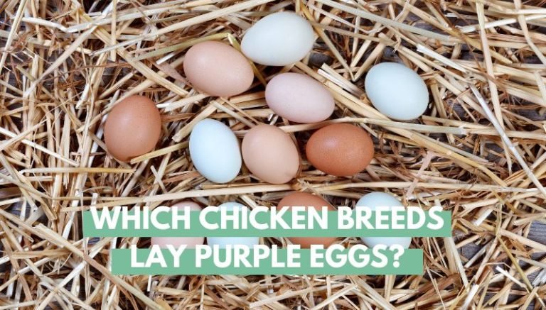 Which Chicken Breeds Lay Purple Eggs?