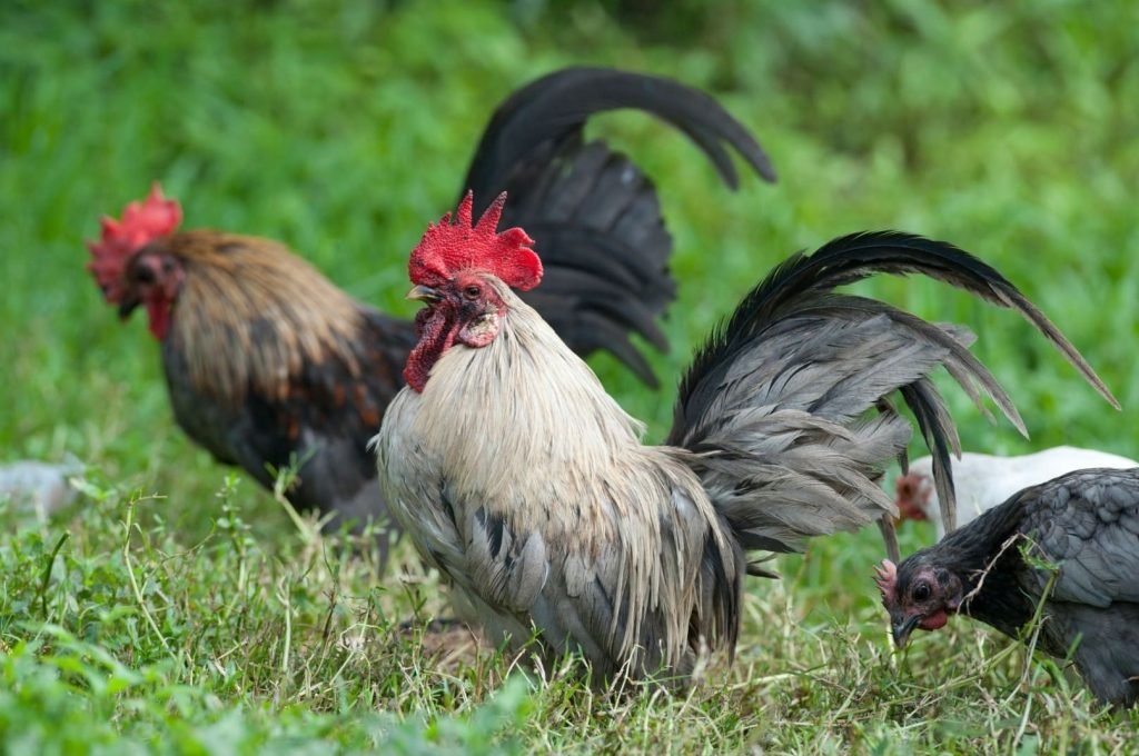 beautiful grey roosters