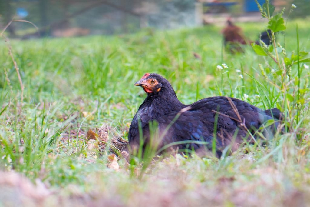 black chicken sits on the grass