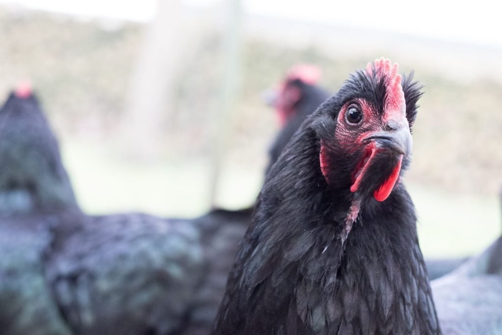 close up photo of black chicken