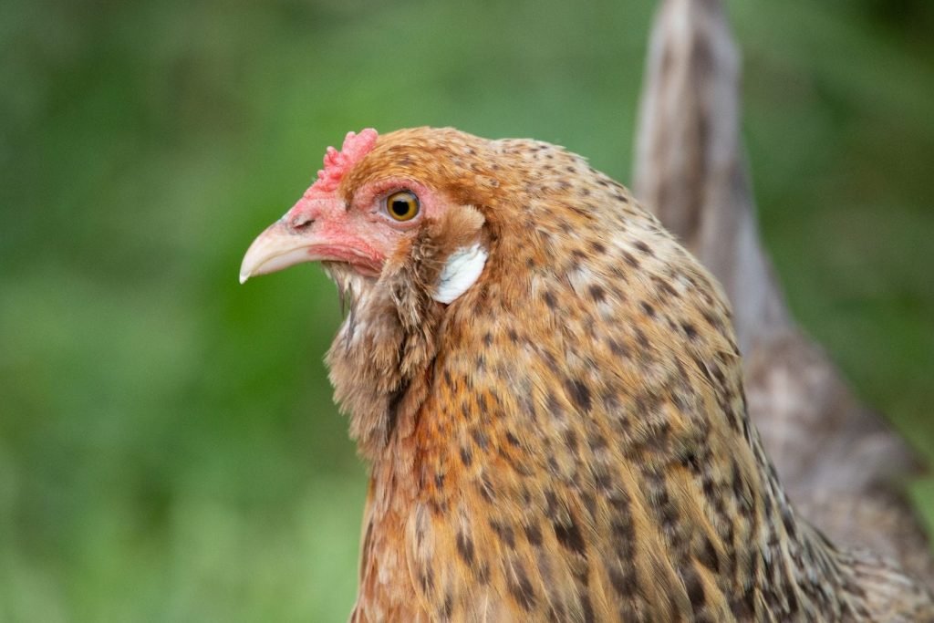 easter egger chicken portrait