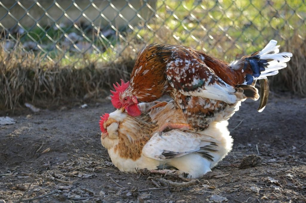 mating domestic chicken