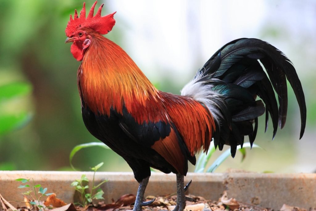 red junglefowl rooster