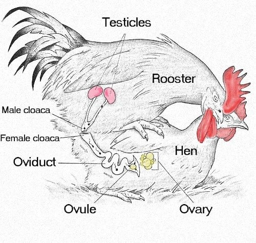schematic representation of chickens mating