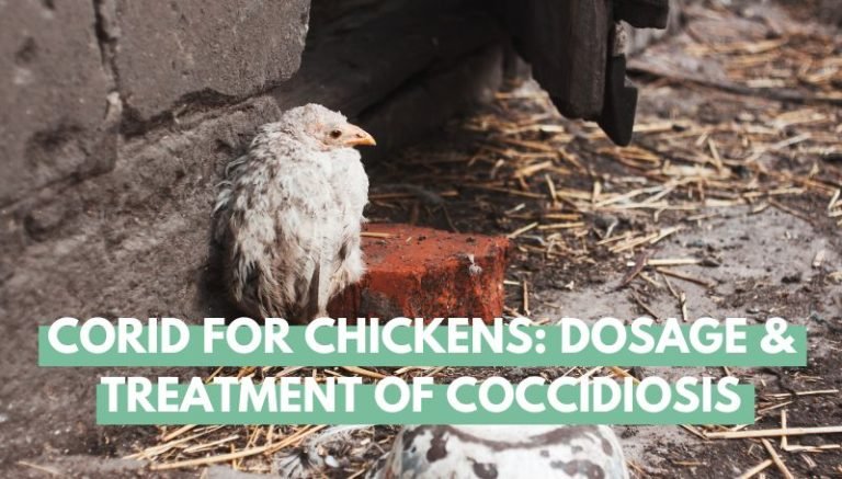 Corid For Chickens