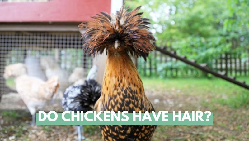 Do Chickens Have Hair