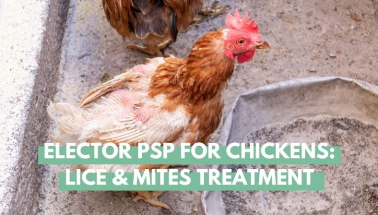 Elector PSP For Chickens