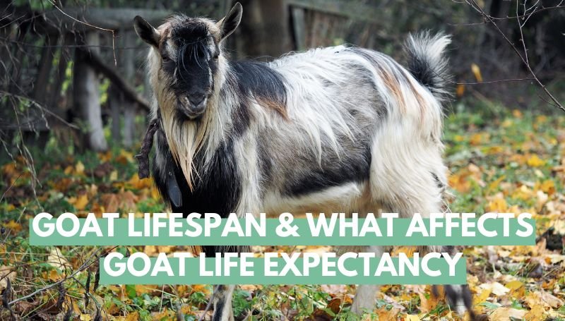 Goat Lifespan