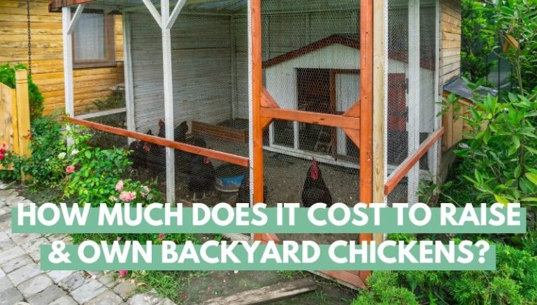 How Much Does It Cost to Raise Backyard Chickens