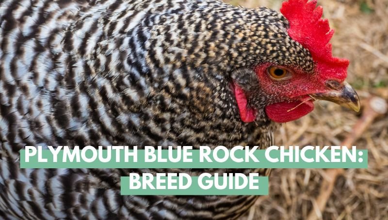 Plymouth Blue Rock Chicken Breed