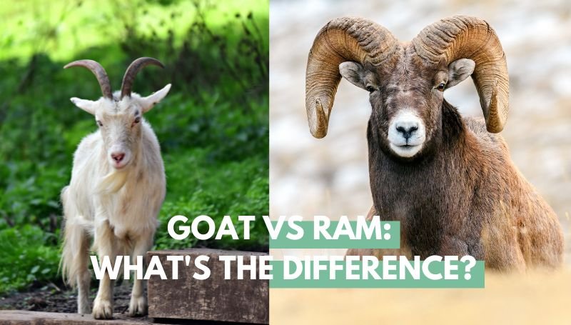 Ram vs Goat