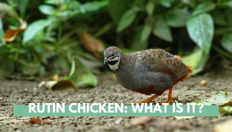 Rutin Chicken