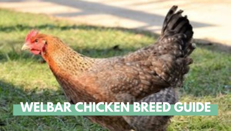 Welbar Chicken Breed