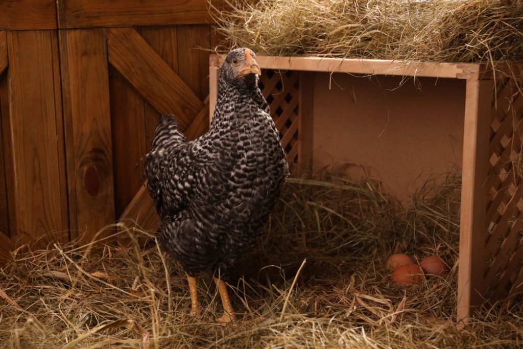 beautiful chicken near the nesting box
