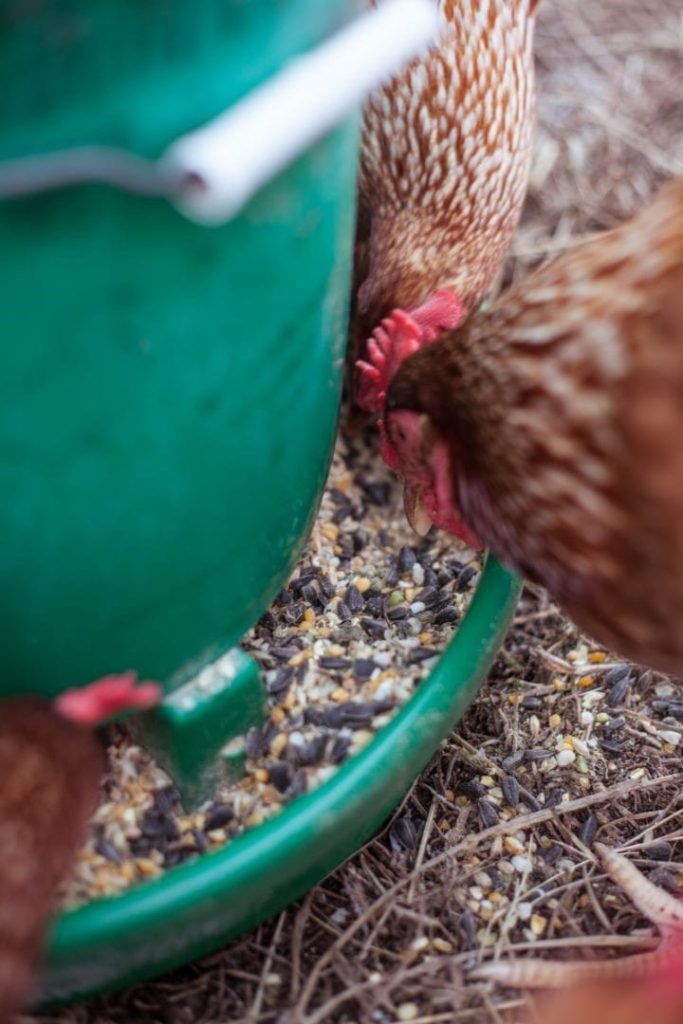 chickens feeding from greed feeder