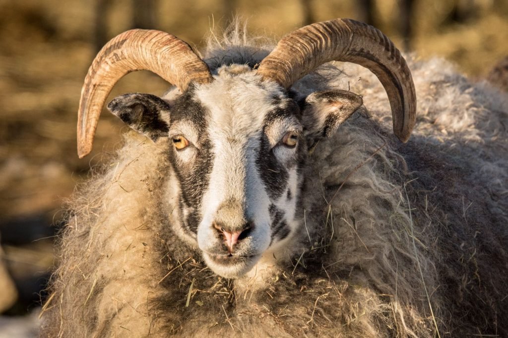 closeup of goat buck