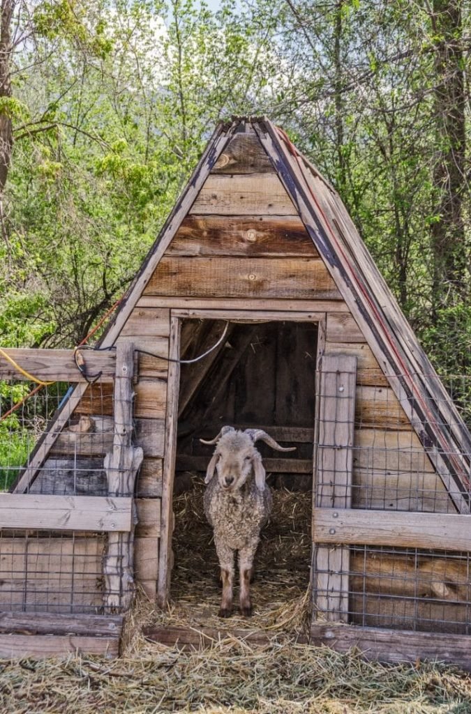 goat in a wooden shelter