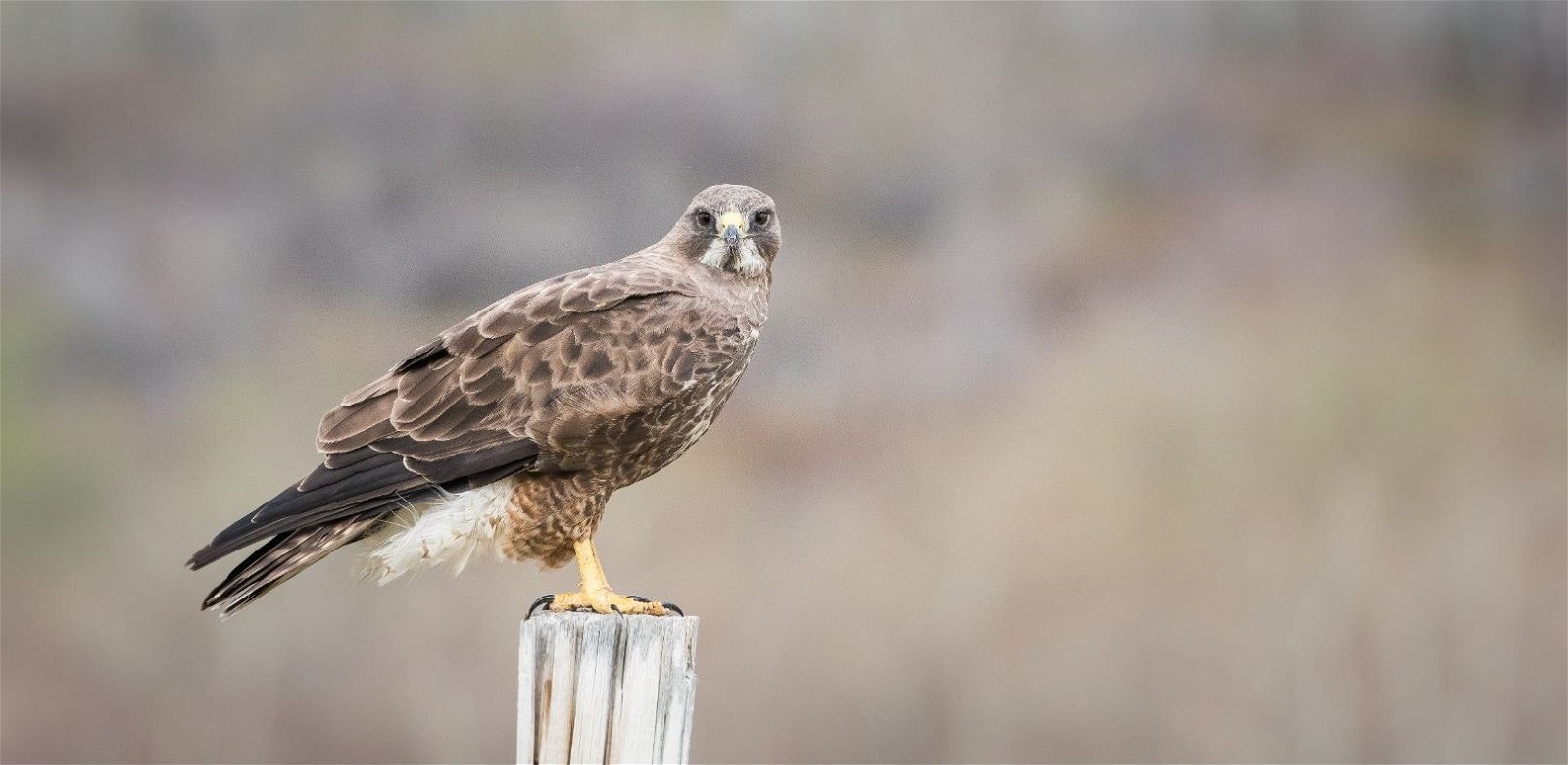 Hawk-Proofing: How to Keep Hawks Away From Chickens