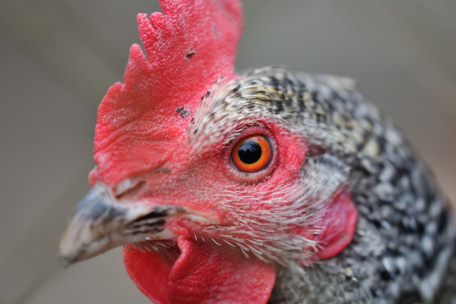 black-spots-on-chicken-comb-causes-treatments