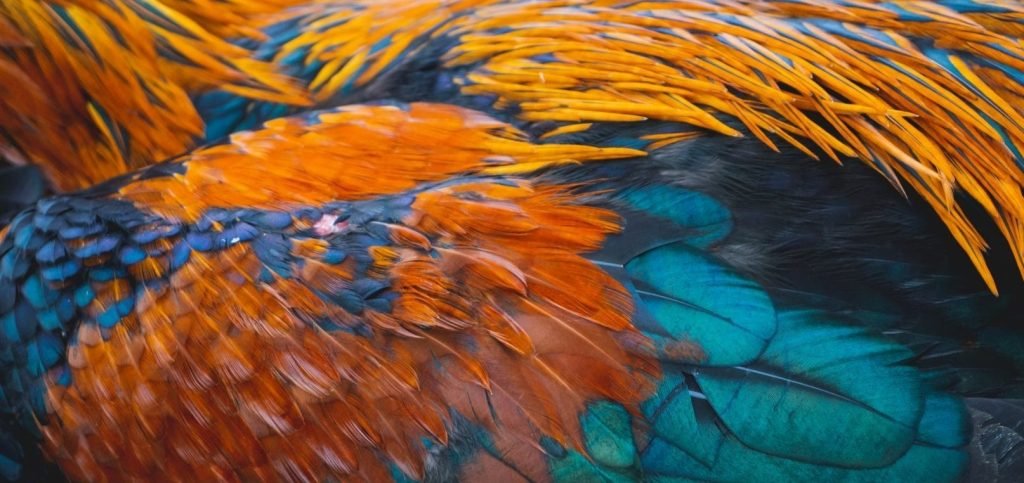orange and black feather background image