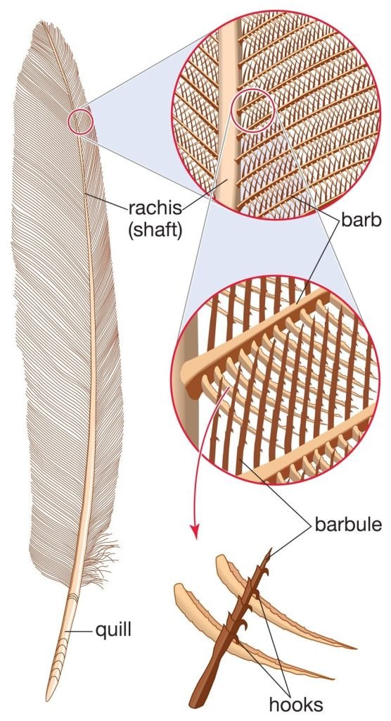The parts of a bird's feather