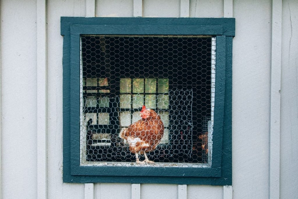 red chicken in the green window