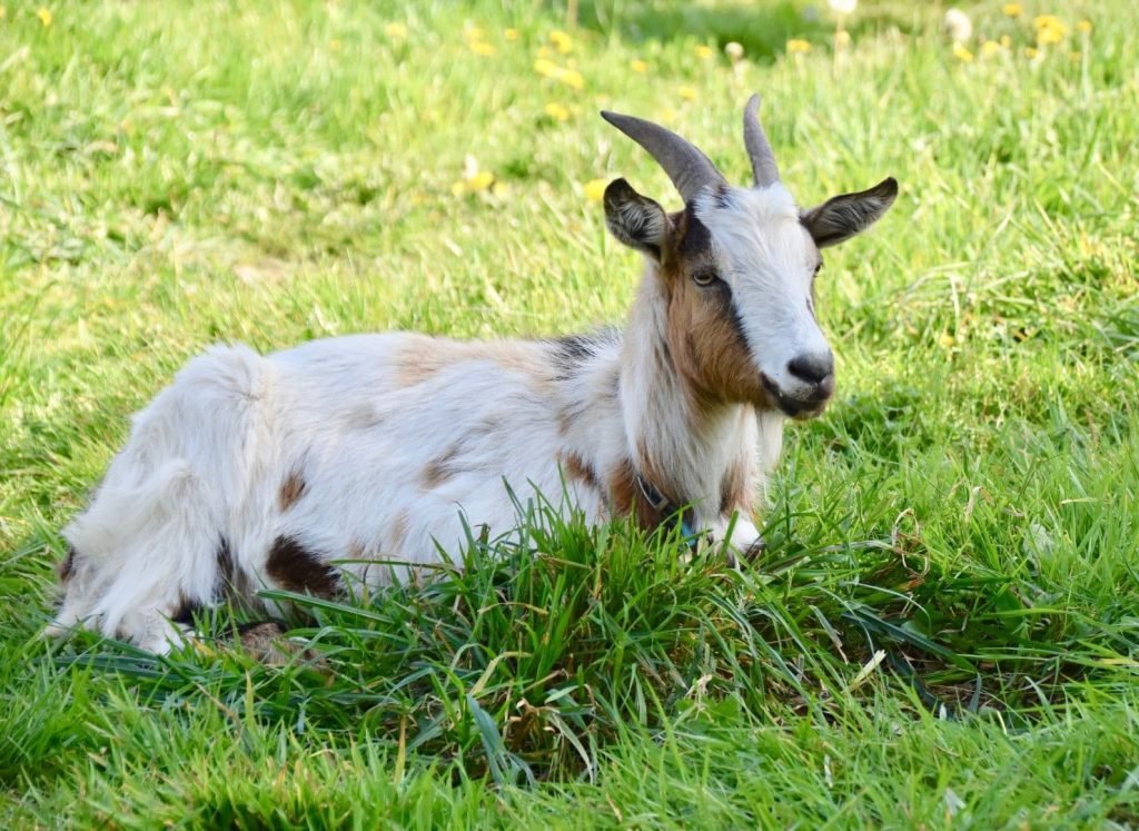 the goat lies in the grass