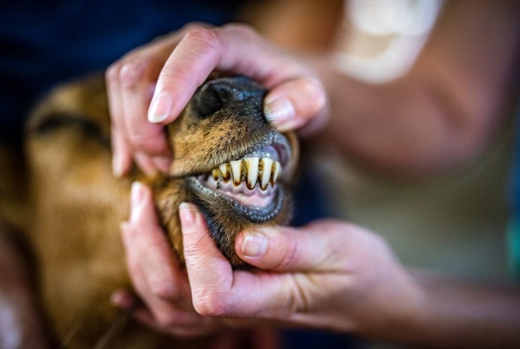 veterinarians examining goat's teeth close up