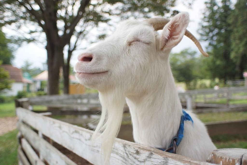 white goat smile
