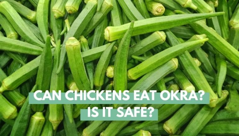 Can Chickens Eat Okra? Is It Safe