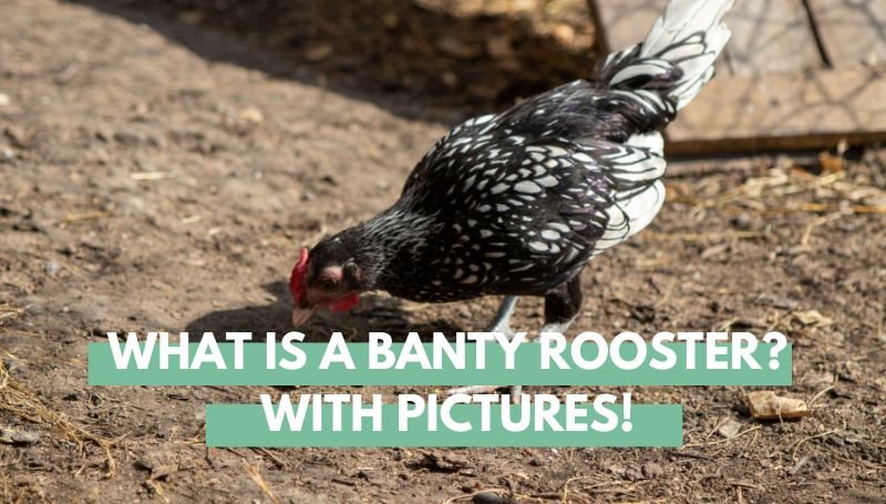 What is a Banty Rooster