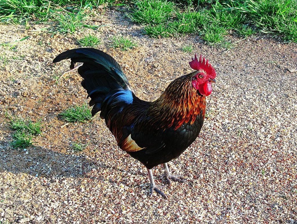 banty rooster profile