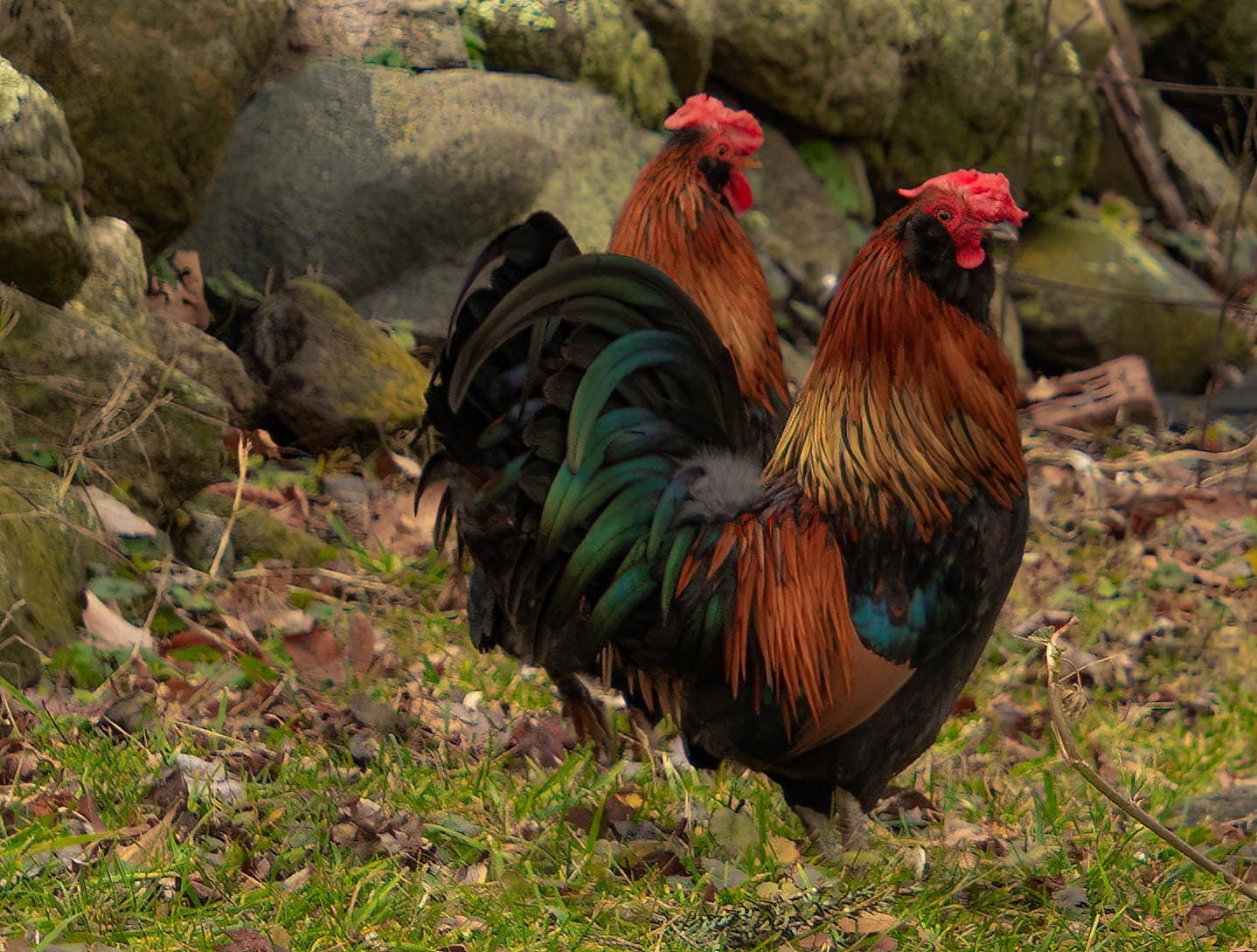 What is a Banty Rooster? With Pictures! - Eco Peanut