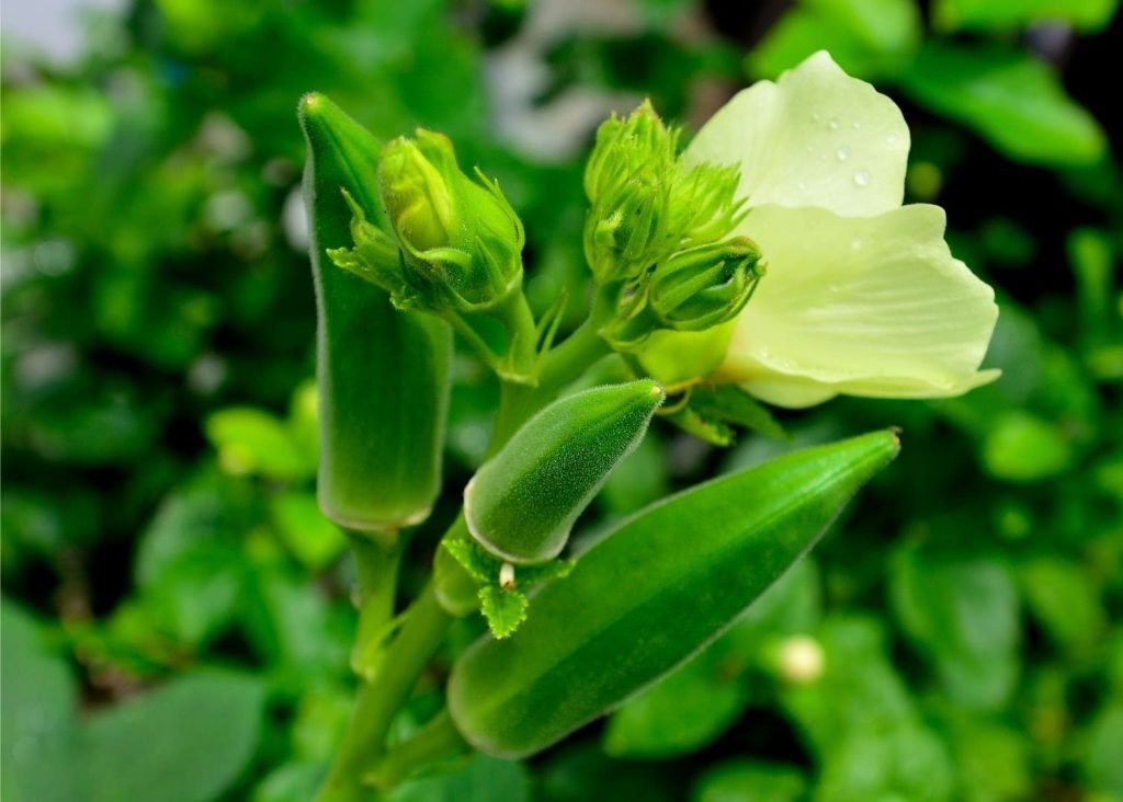 okra plant