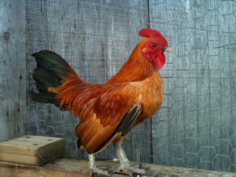 red bantam rooster