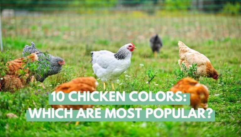 Chicken Colors Which Are Most Popular