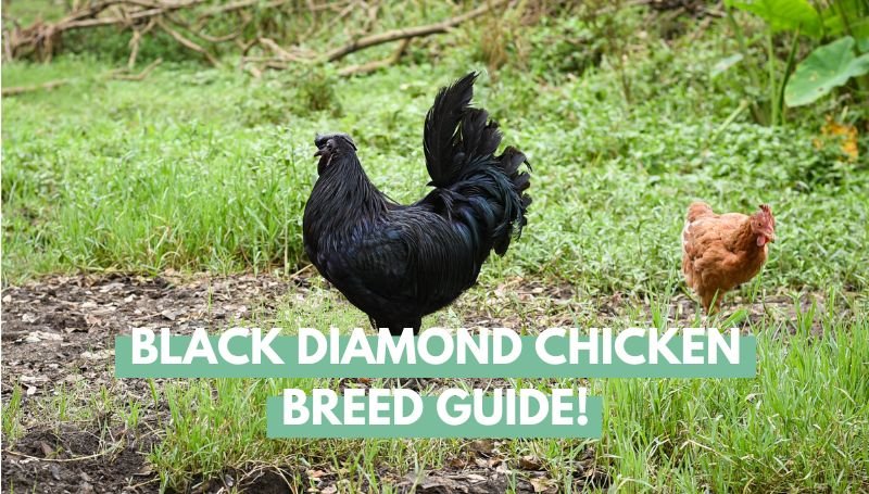 Black Diamond Chicken Breed