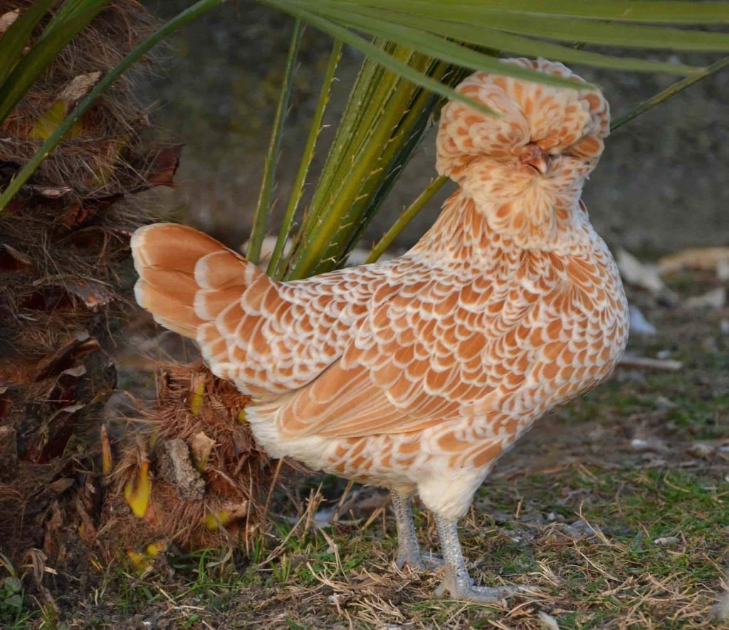 Buff-Laced Polish Chicken
