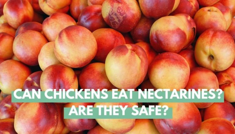Can Chickens Eat Nectarines