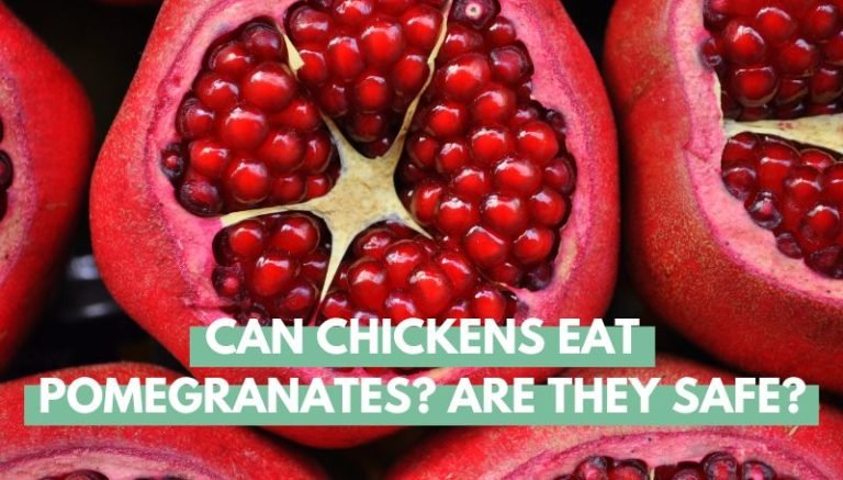 Can Chickens Eat Pomegranates