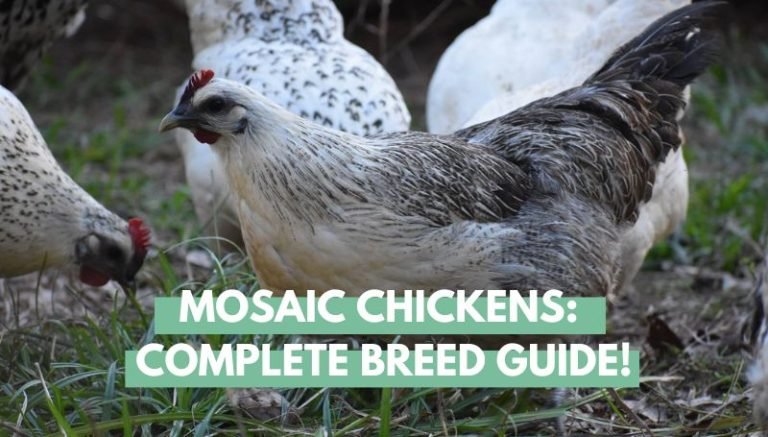 Mosaic Chicken Breed