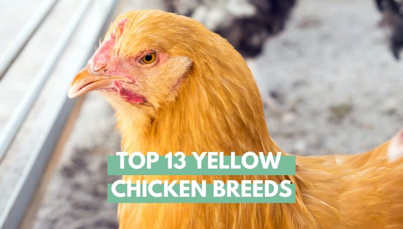 Yellow Chicken Breeds