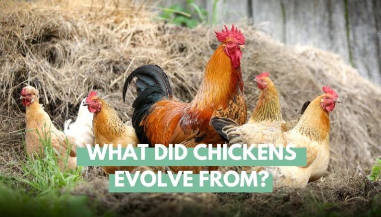 What Did Chickens Evolve From