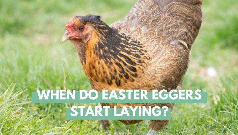 When Do Easter Eggers Start Laying
