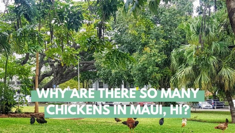 Why Are There So Many Chickens in Maui