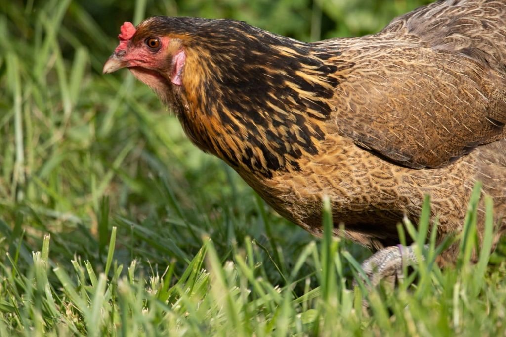 free range easter egger bright color hen