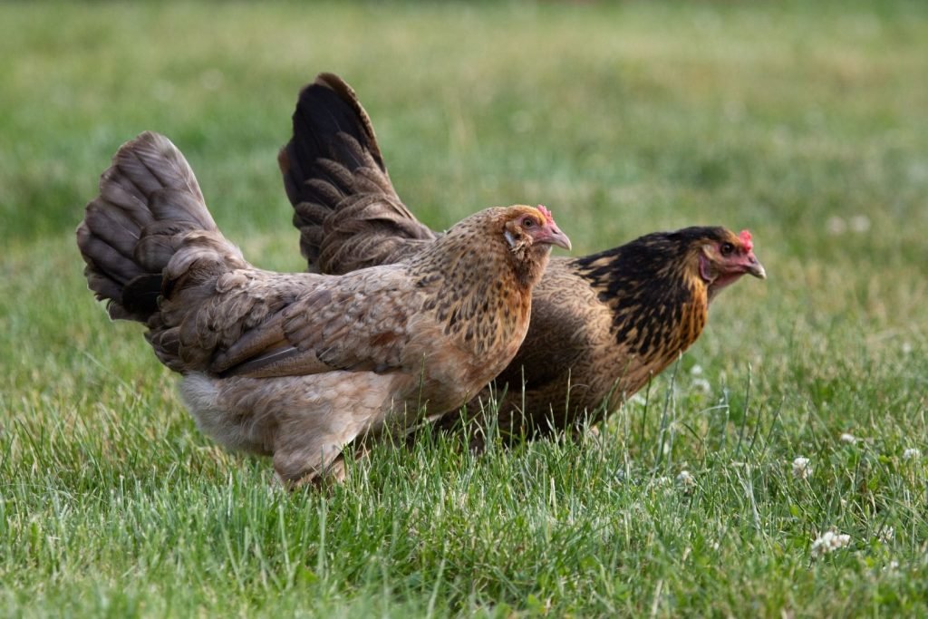 free range easter egger chickens