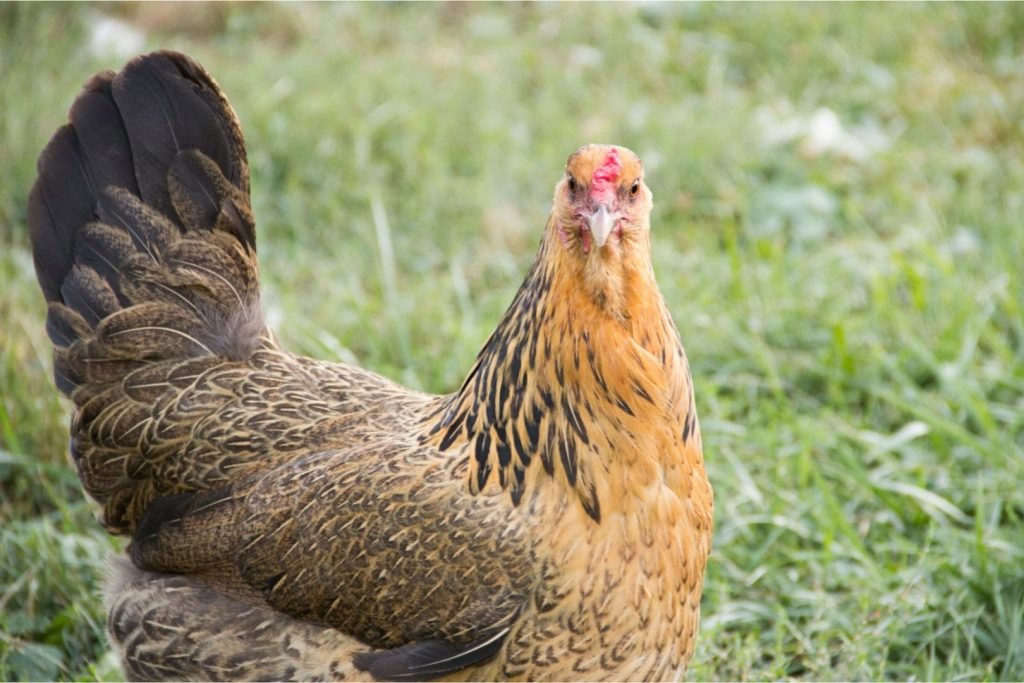 free range easter egger hen