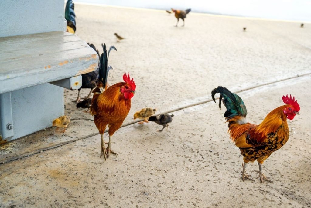 hawaii's feral roosters