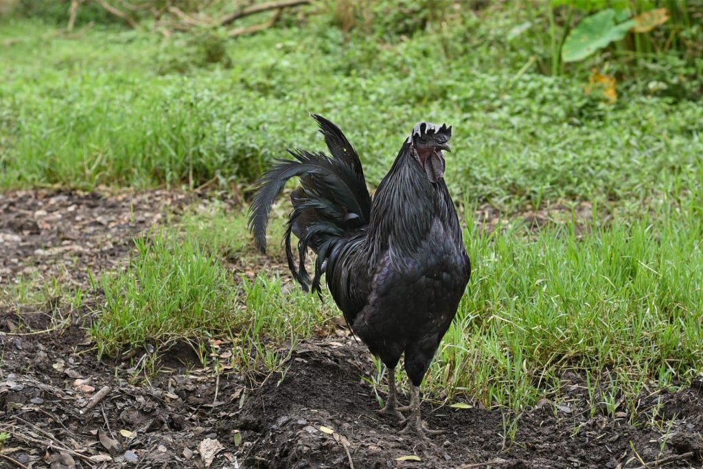 karinkozhi Indian breed of black chicken